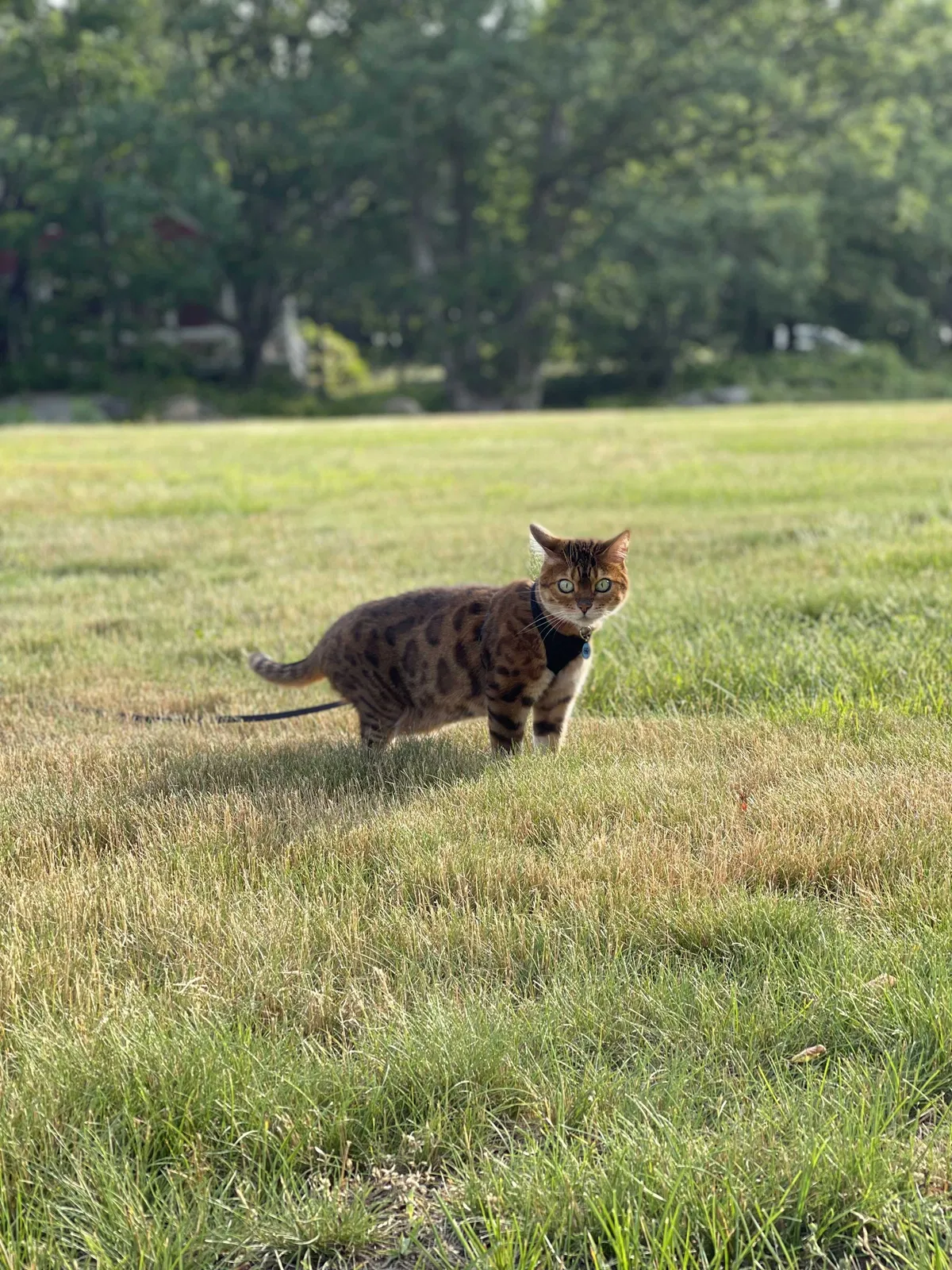 Lost cat in Rockport, MA, 1966