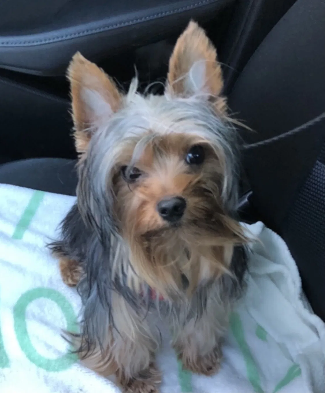 Lost dog in Las Vegas, NV, 89110