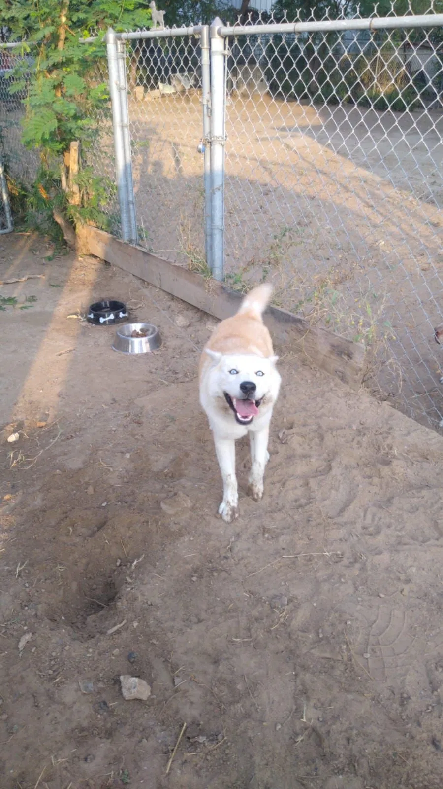 Lost dog in Laredo, TX, 78040