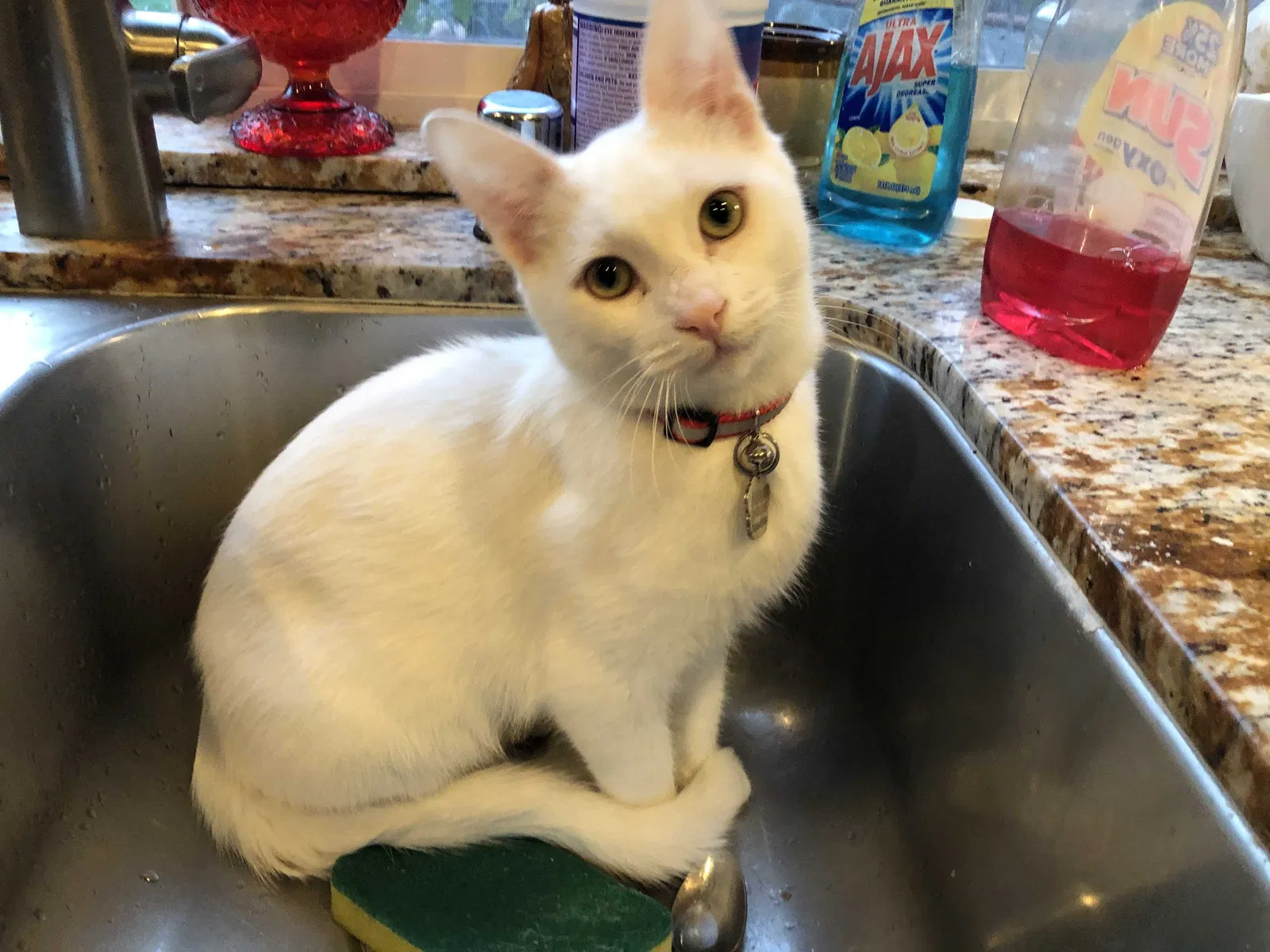Lost cat in El Sobrante, CA, 94803