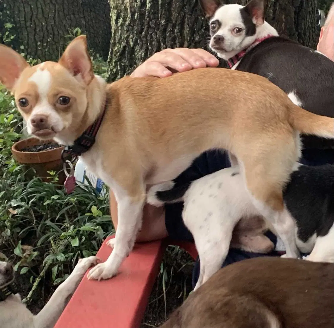 Lost dog in Tallahassee, FL, 32303
