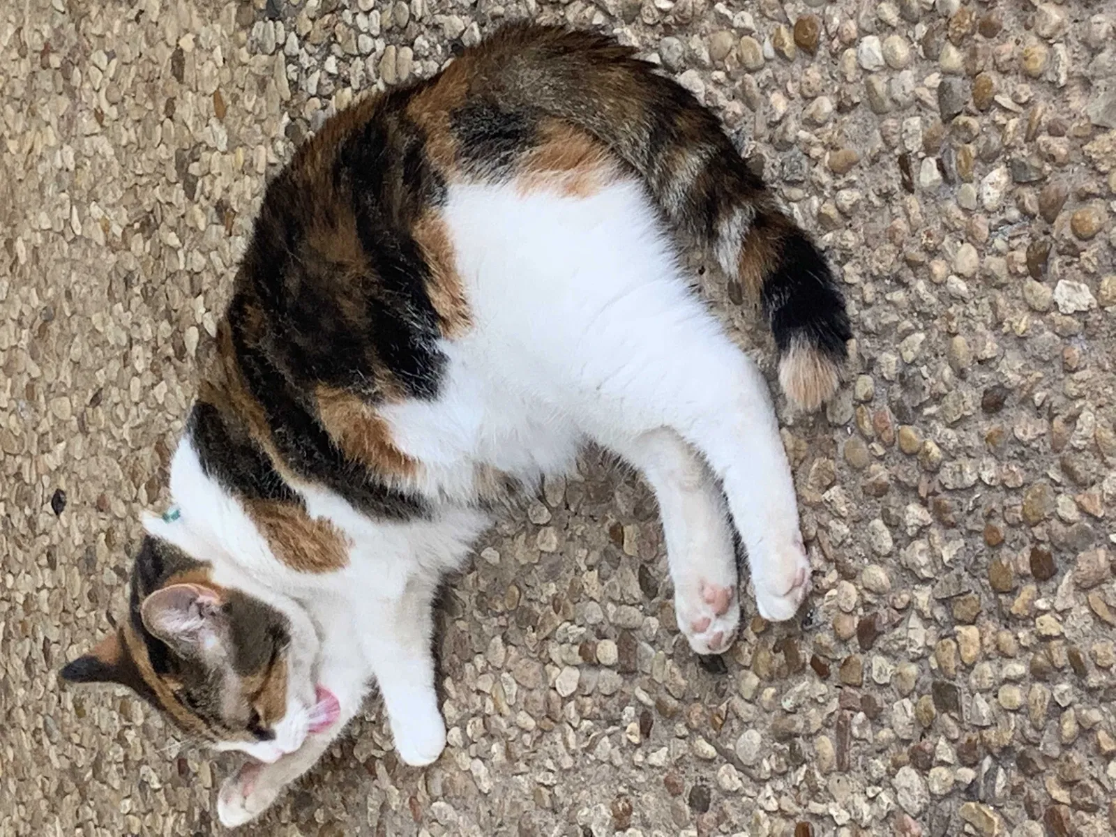 Lost cat in Austin, TX, 78759