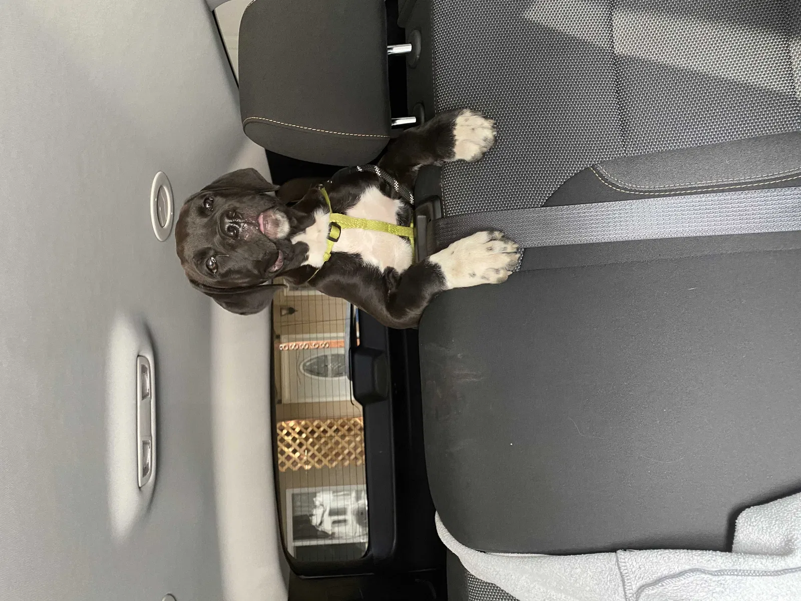 Lost dog in Palmdale, CA, 93551