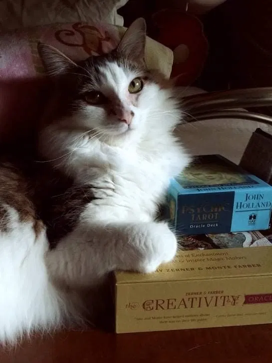 Lost cat in Jupiter, FL, 33478