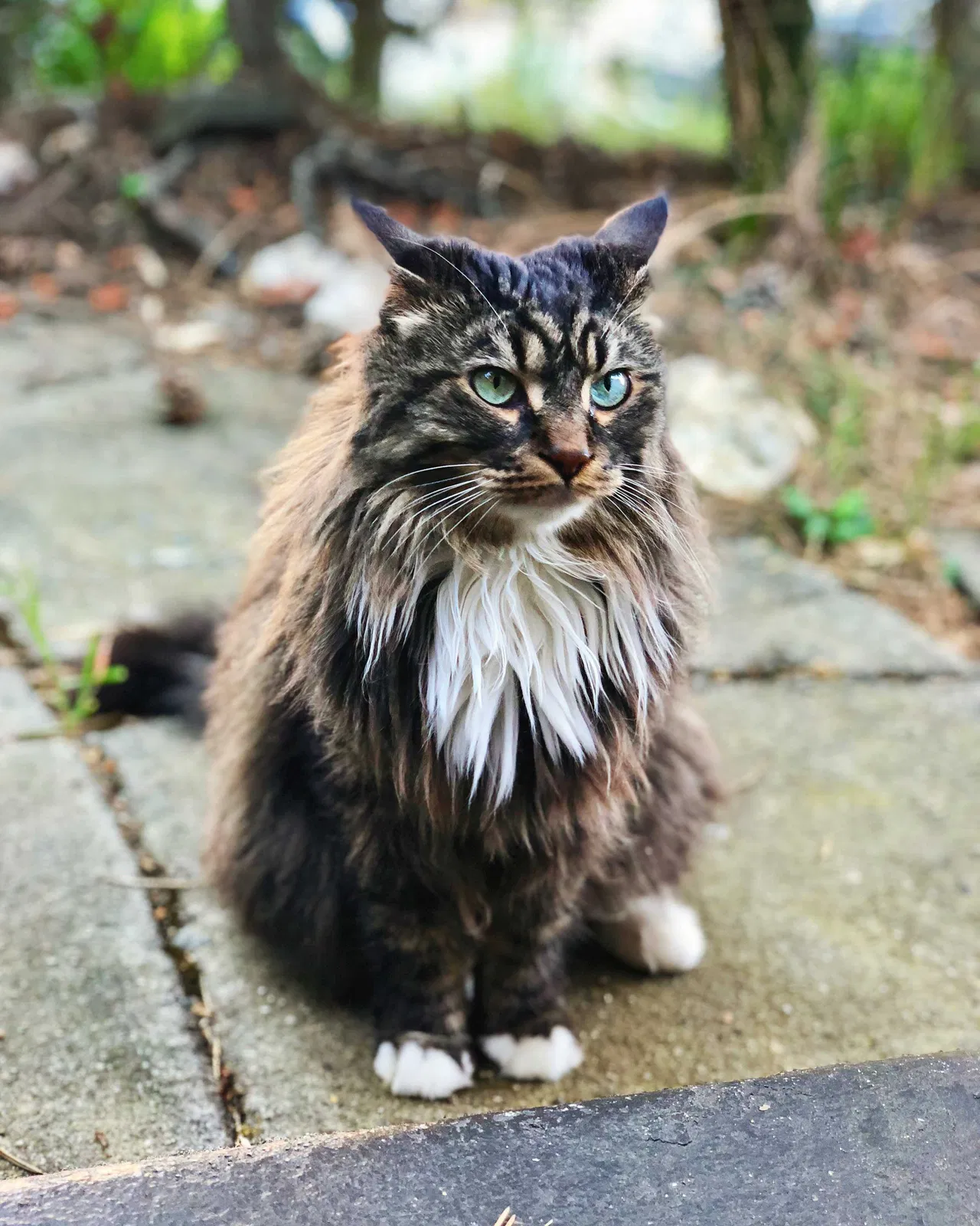 Lost cat in Palo Alto, CA, 94301