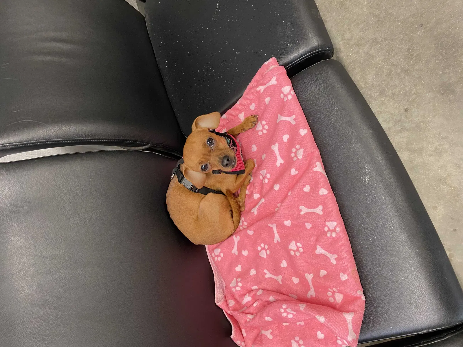 Lost dog in Augusta, GA, 30905