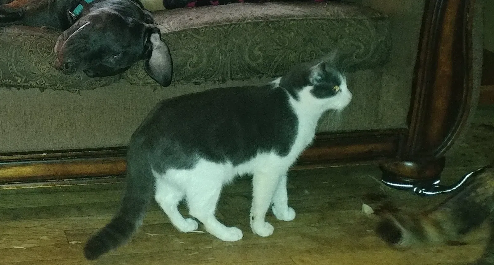 Lost cat in Waterville, NY, 13480