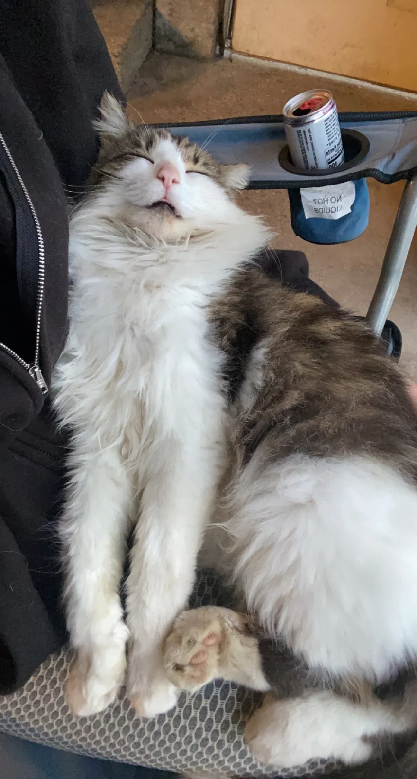 Lost cat in Conklin, MI, 49403