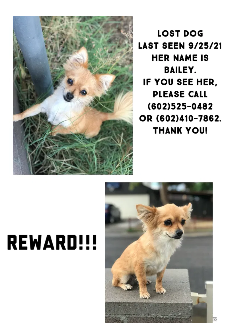 Lost dog in Phoenix, AZ, 85043