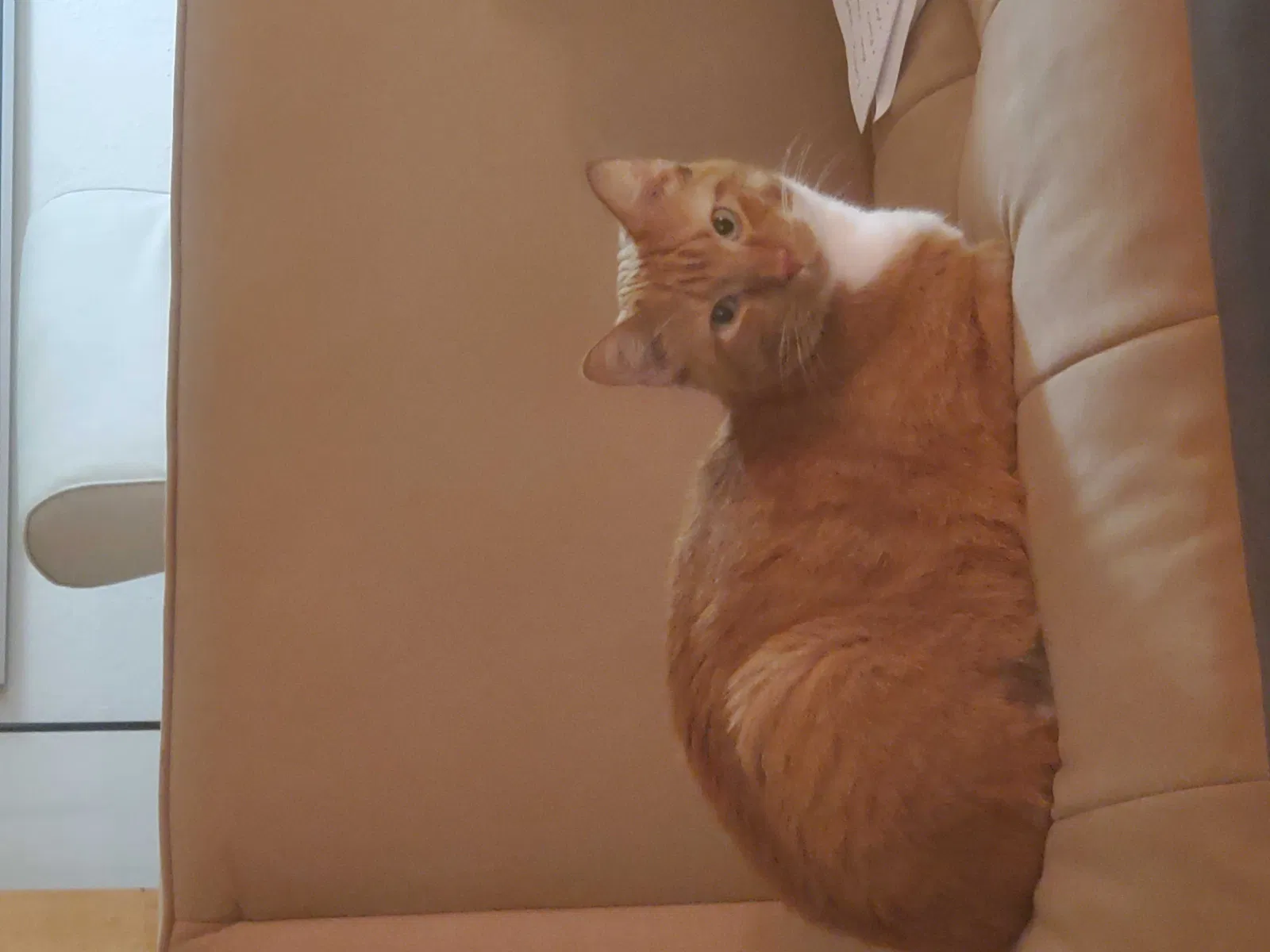 Lost cat in Scottsdale, AZ, 85257