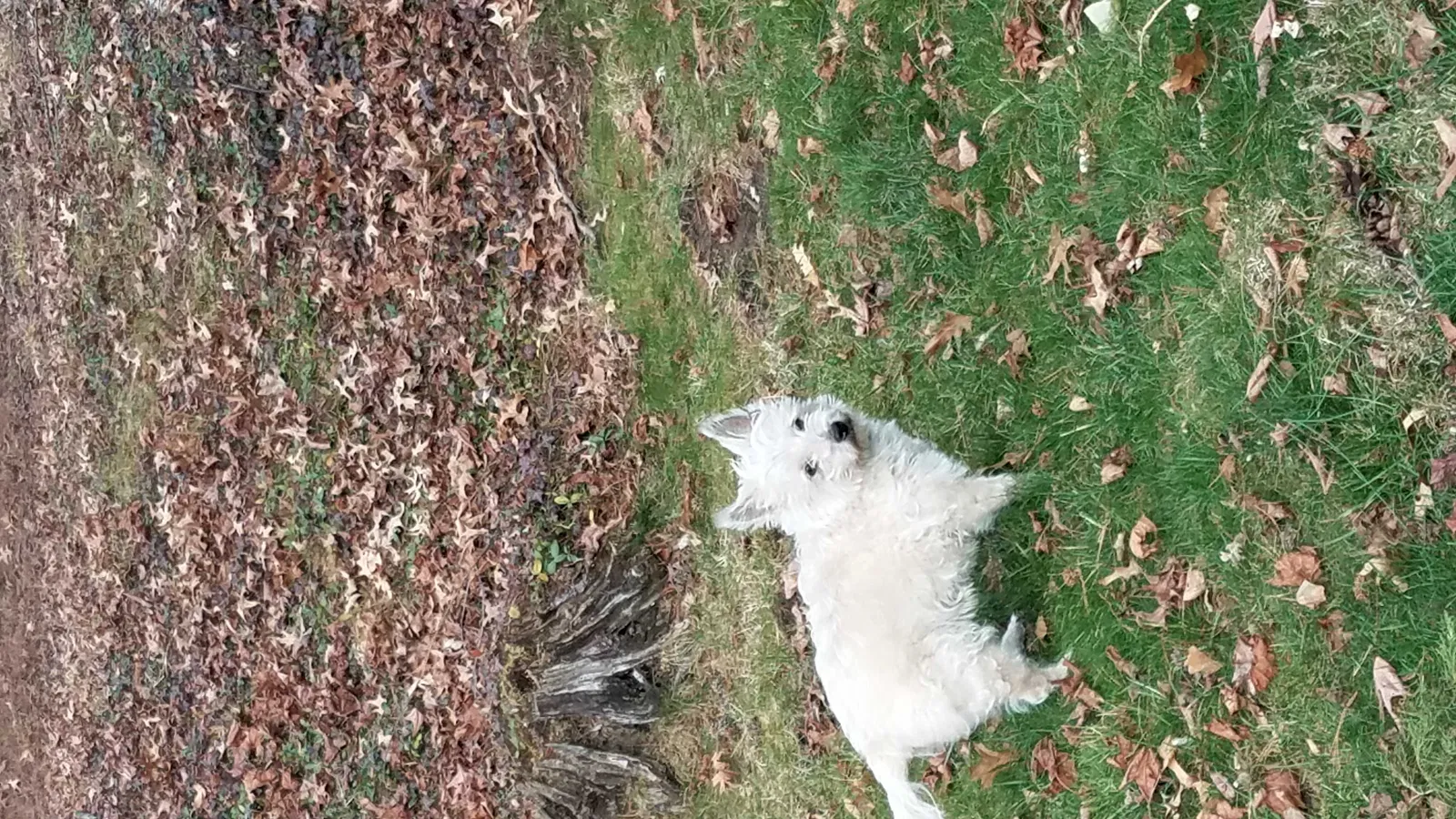 Lost dog in Cincinnati, OH, 45215