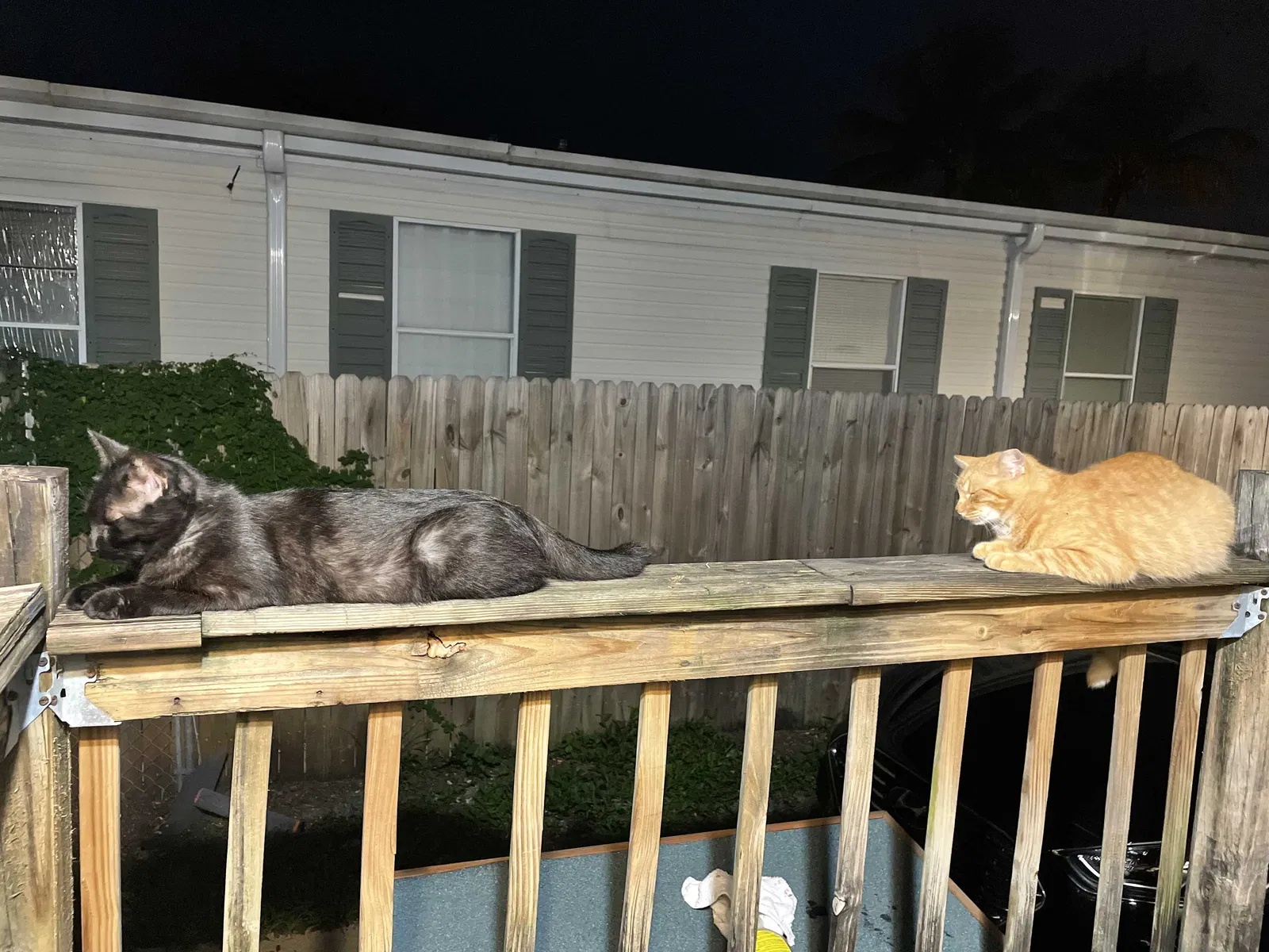 Lost cat in Port Saint Lucie, FL, 34983