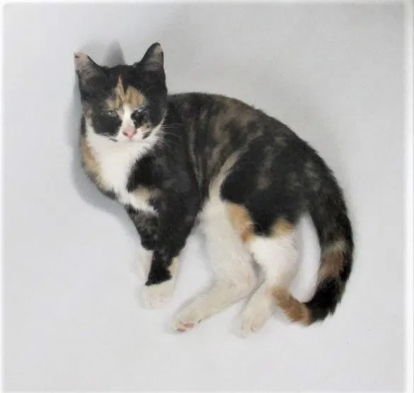 Lost cat in Oakdale, CA, 95361