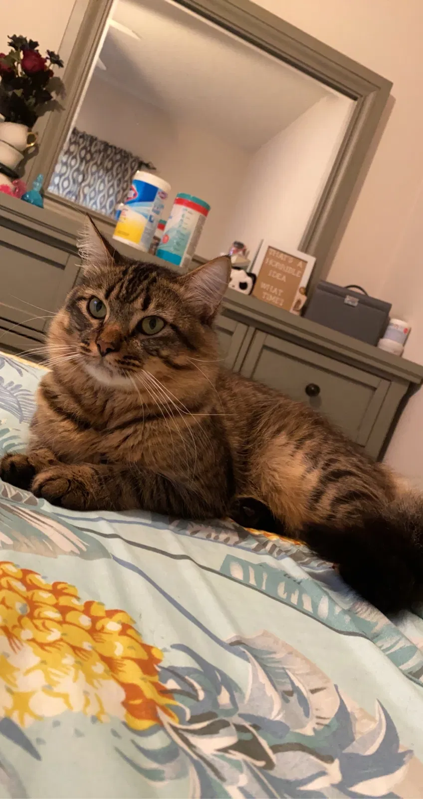 Lost cat in Pensacola, FL, 32504