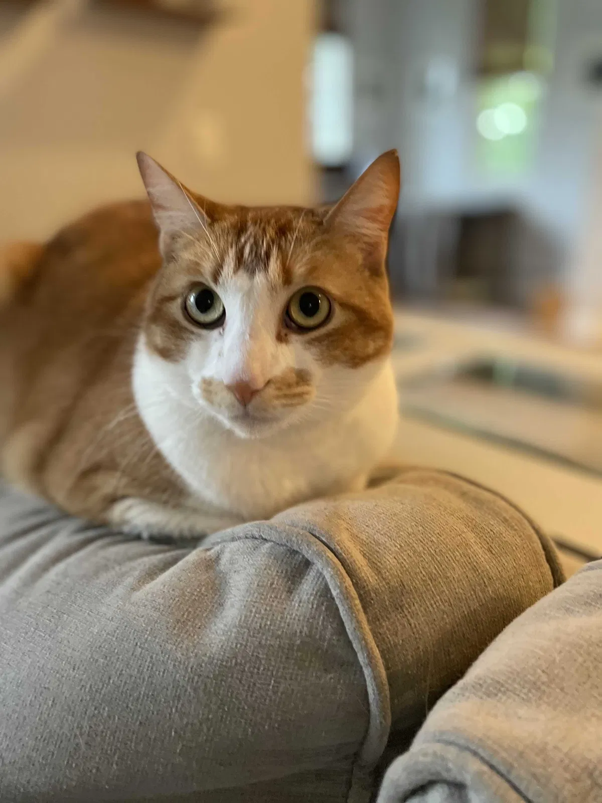 Lost cat in San Marcos, CA, 92078