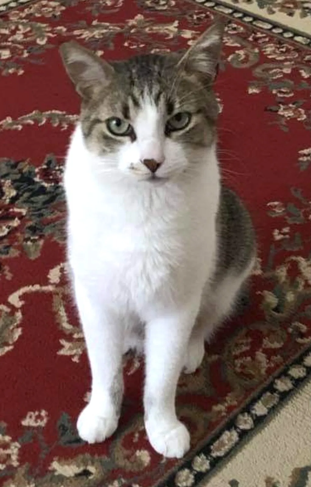 Lost cat in Sidney, OH, 45365