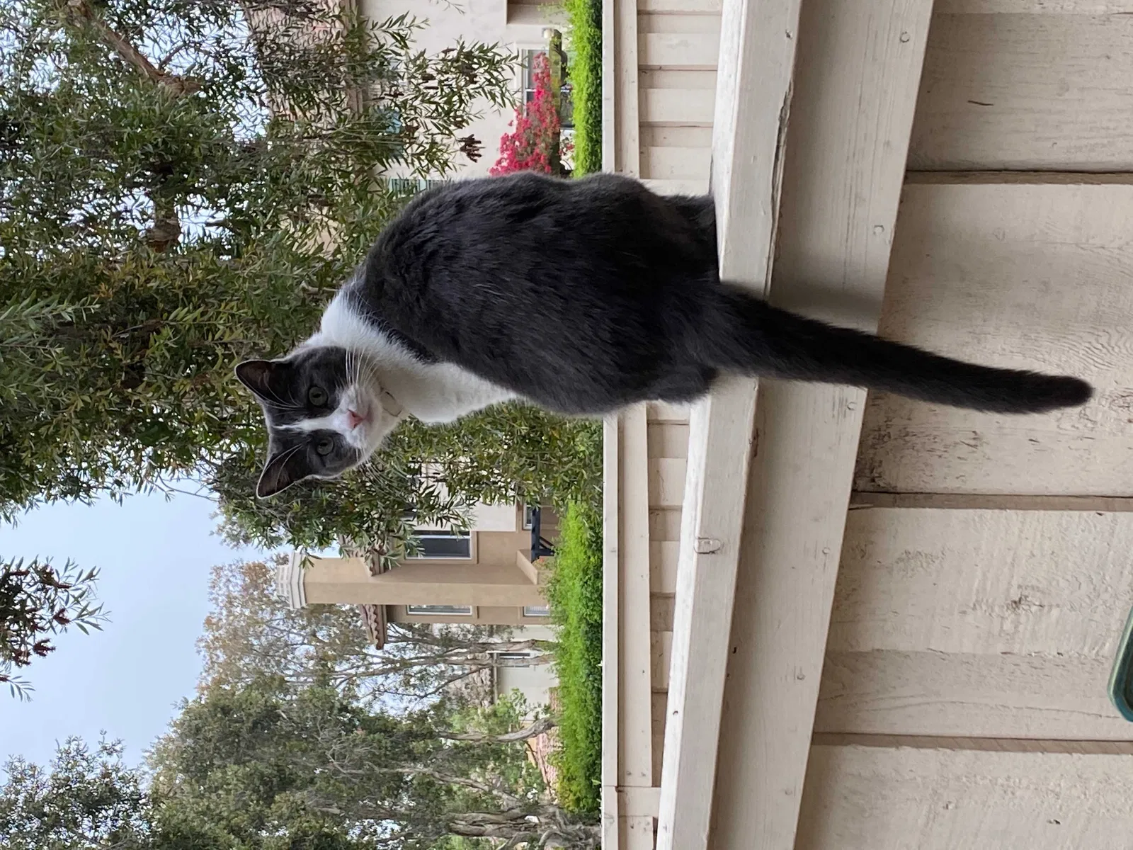 Lost cat in Chula Vista, CA, 91914