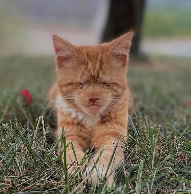 Lost cat in Biglerville, PA, 17307