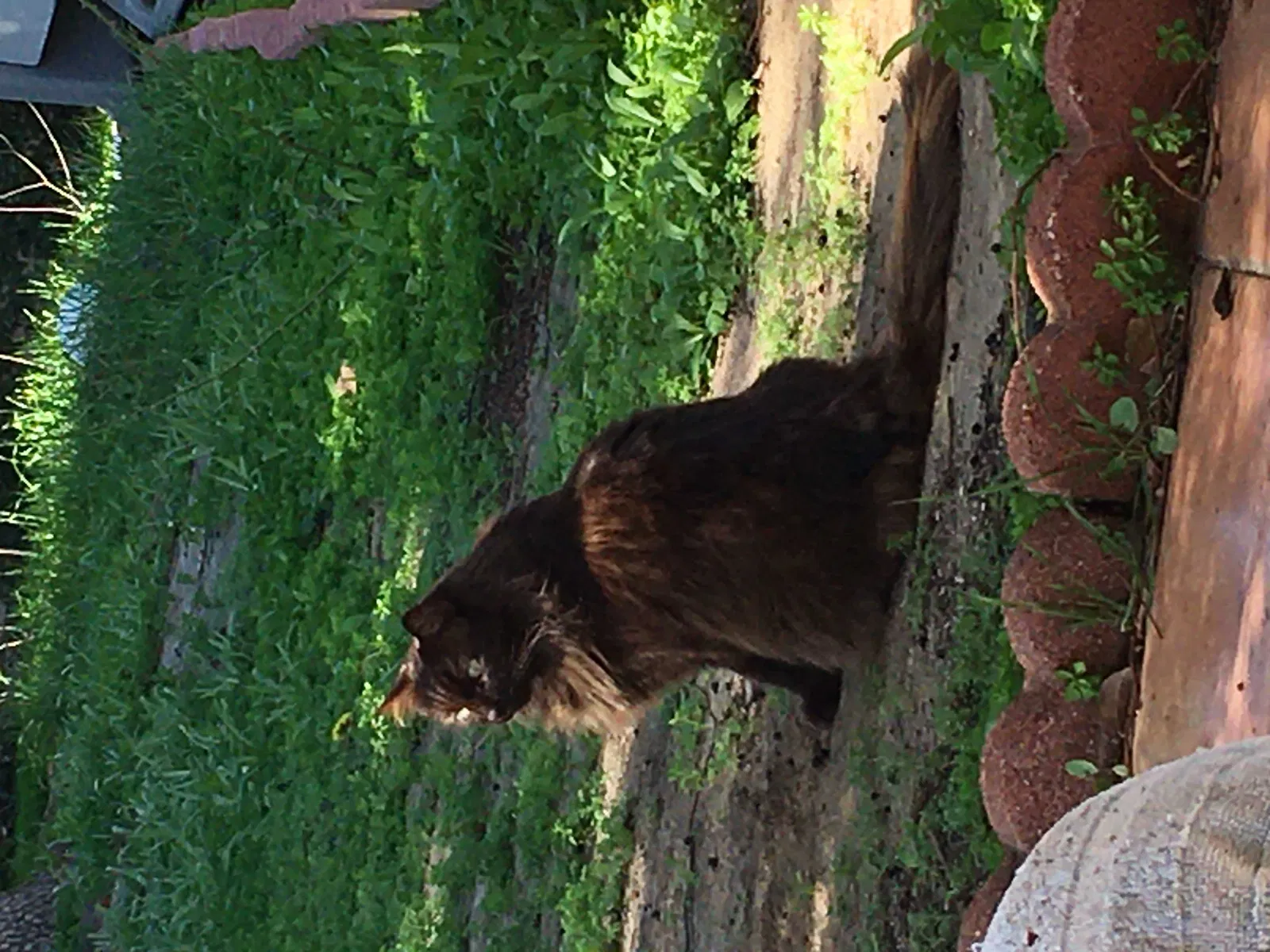 Lost cat in Simi Valley, CA, 93063