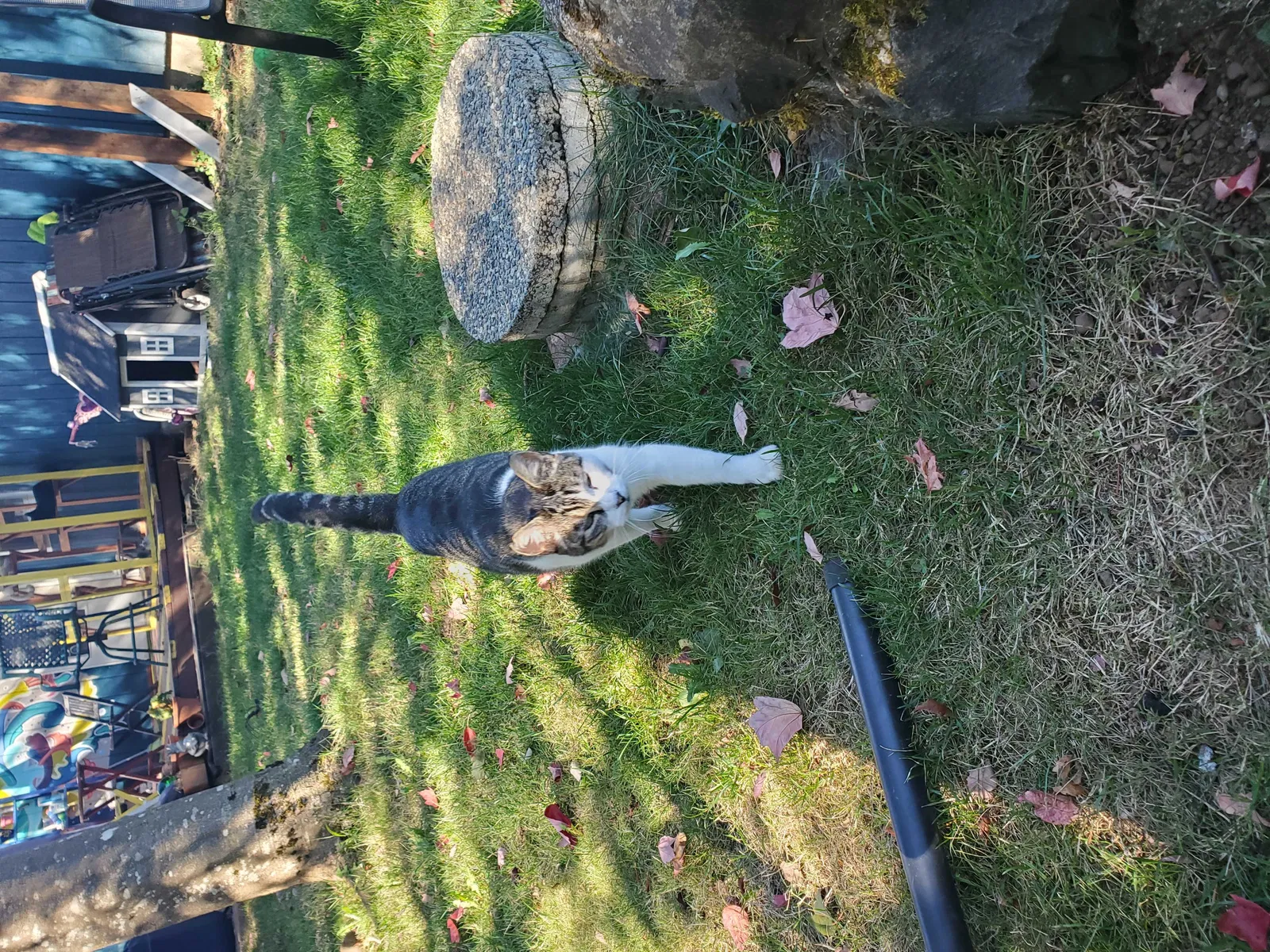 Lost cat in Vancouver, WA, 98684