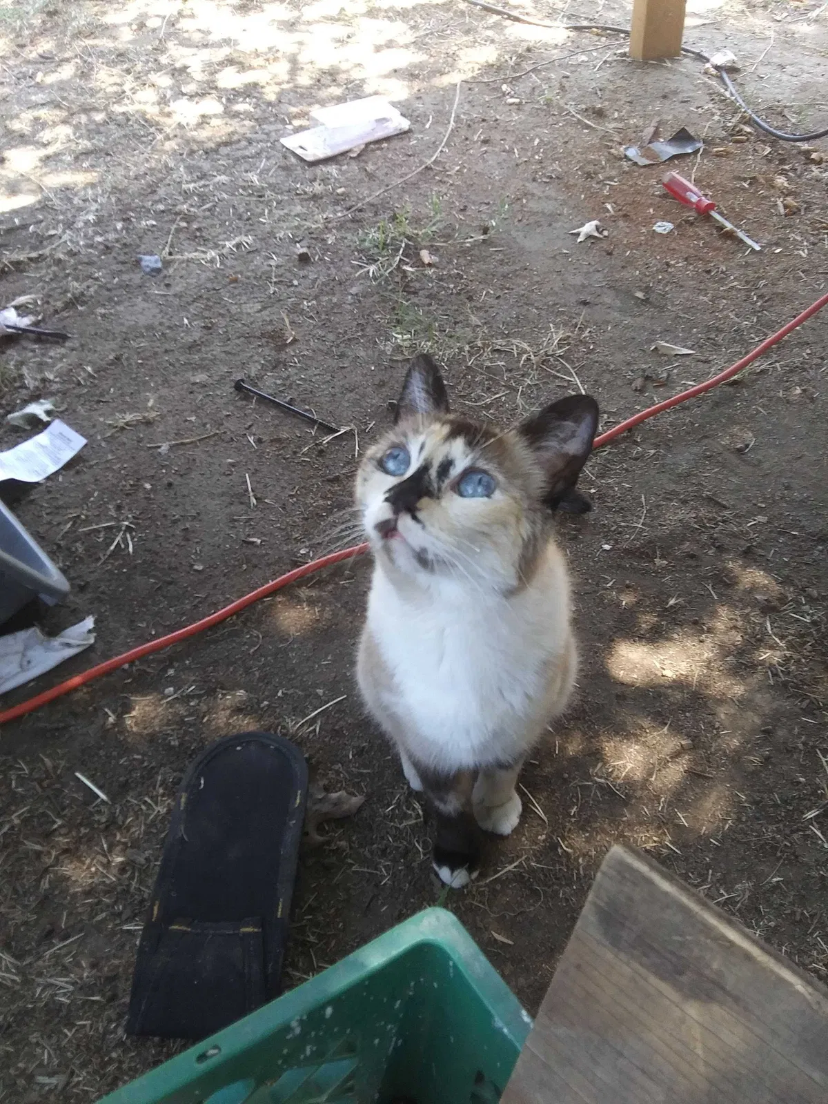 Lost cat in Stockton, CA, 95204