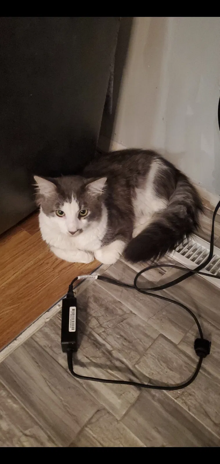 Lost cat in Minneapolis, MN, 55448