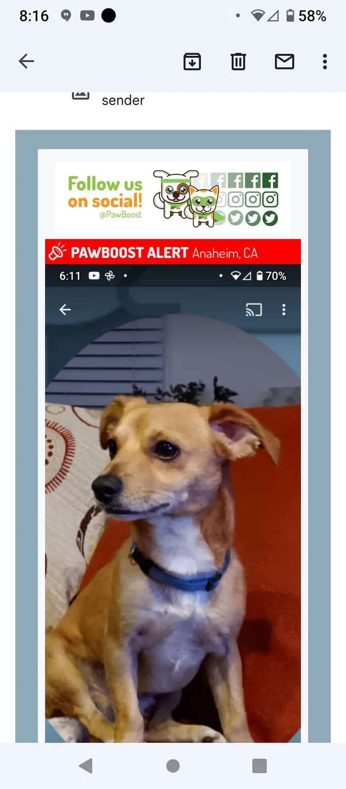 Lost dog in Anaheim, CA, 92805