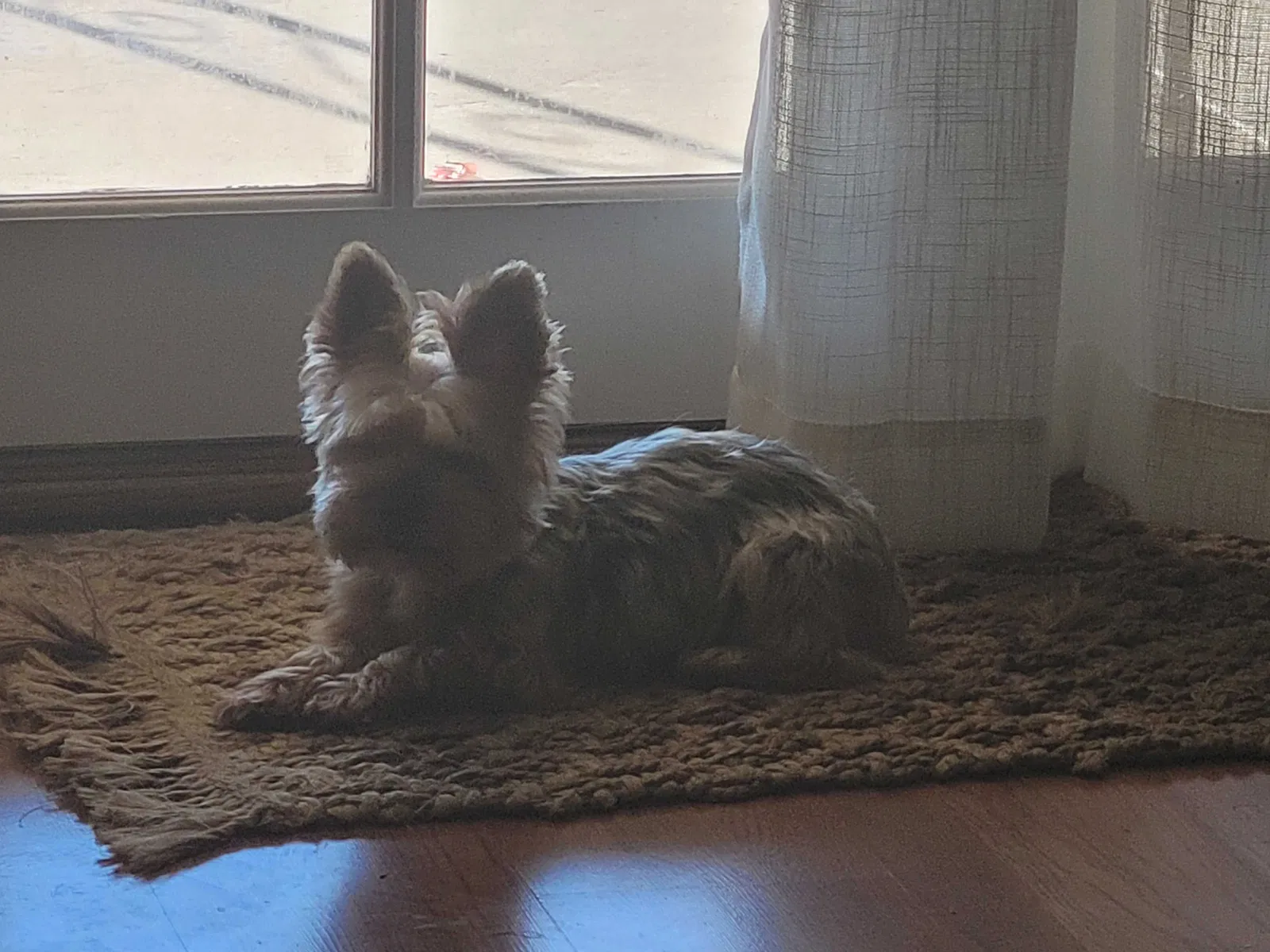Lost dog in Chatsworth, CA, 91311