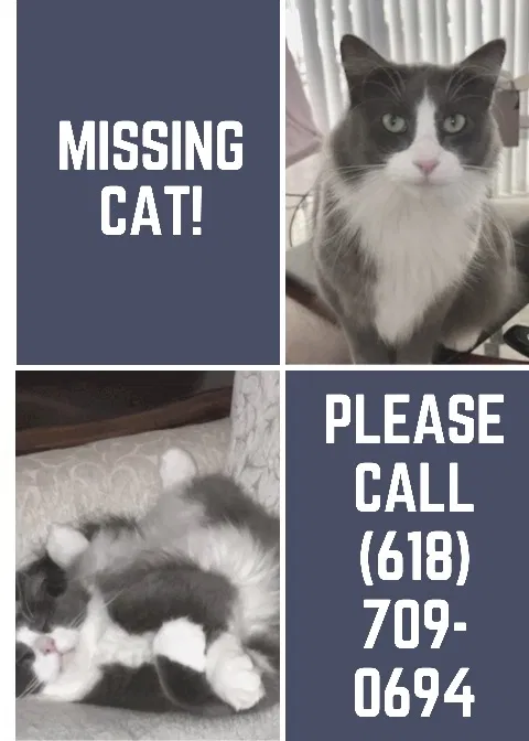 Lost cat in Naples, FL, 34104