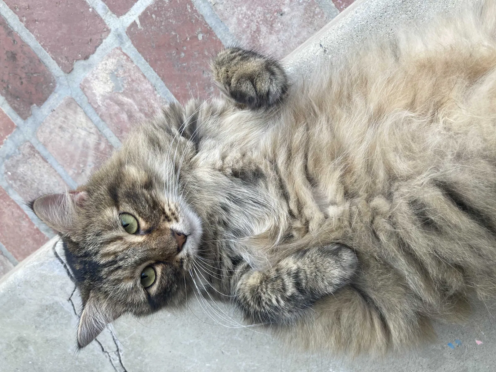 Lost cat in Whittier, CA, 90602