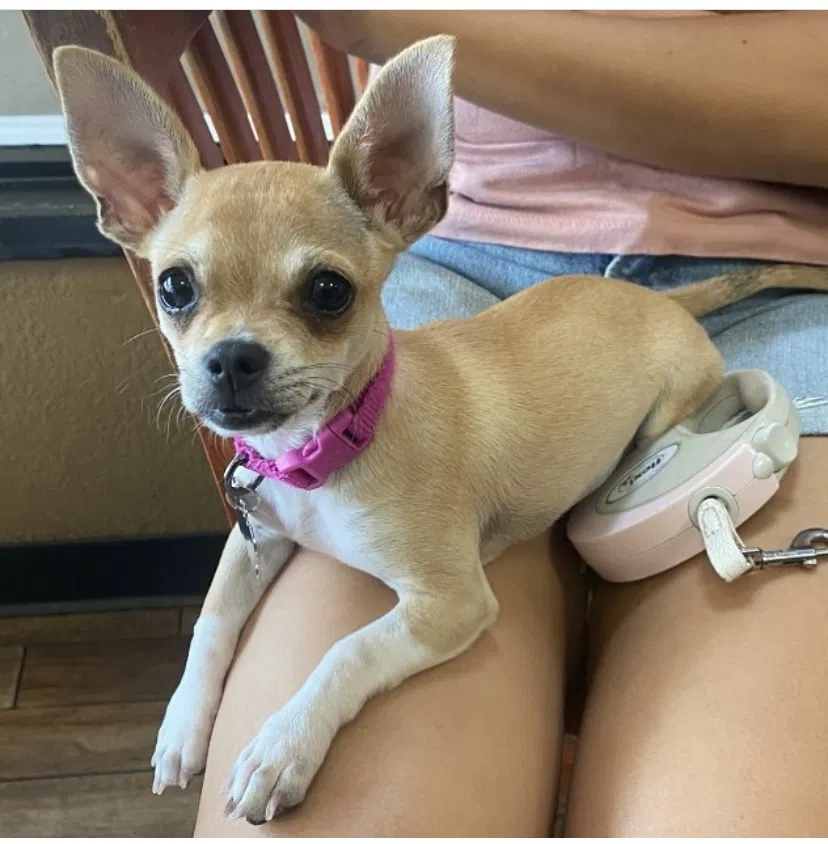 Lost dog in Lemon Grove, CA, 91945