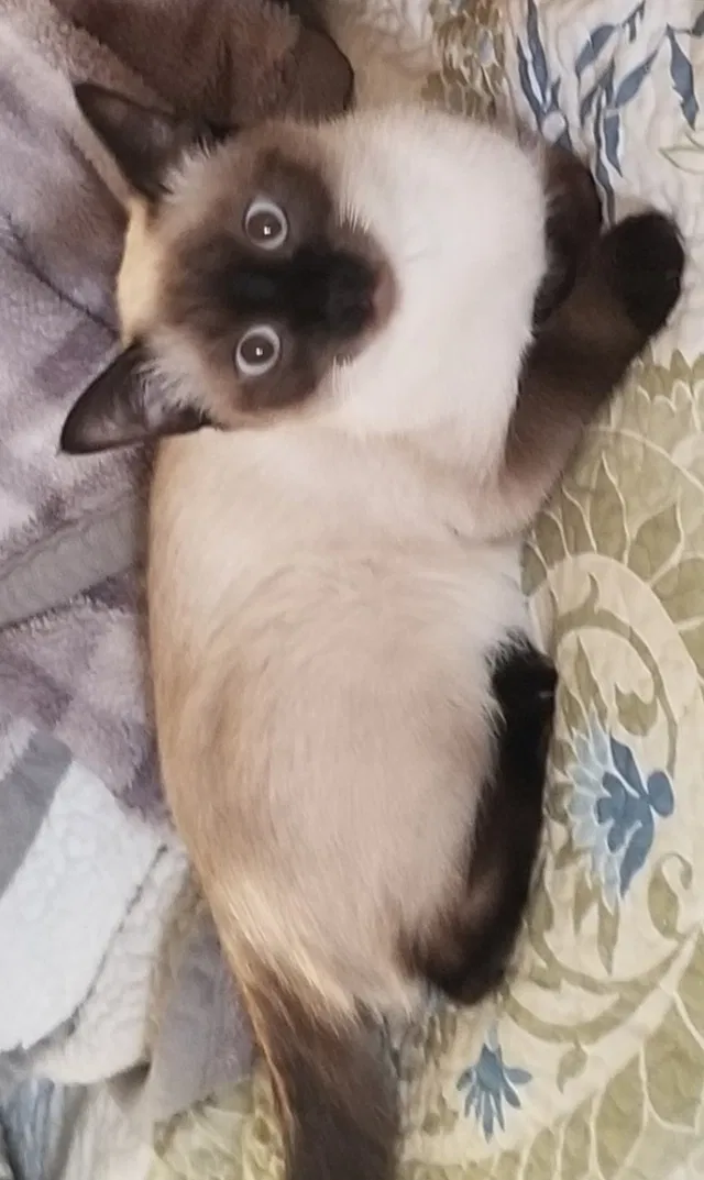 Lost cat in Corpus Christi, TX, 78413