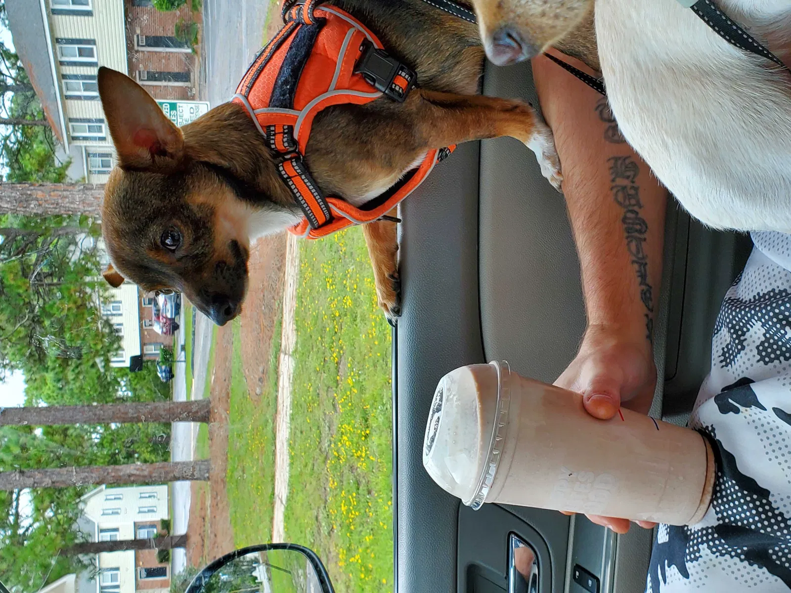 Lost dog in Hope Mills, NC, 28348