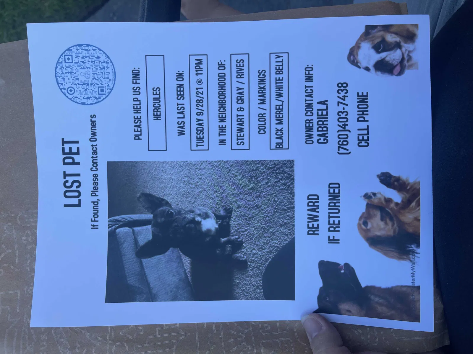 Lost dog in Downey, CA, 90241