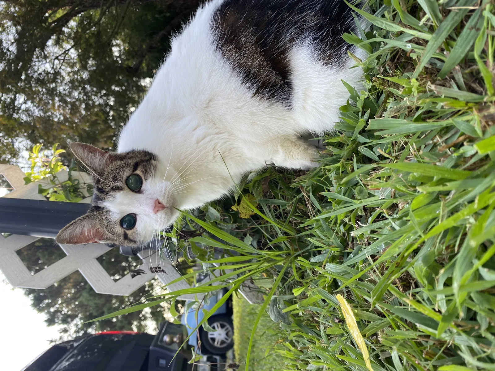Lost cat in Centerport, NY, 11721
