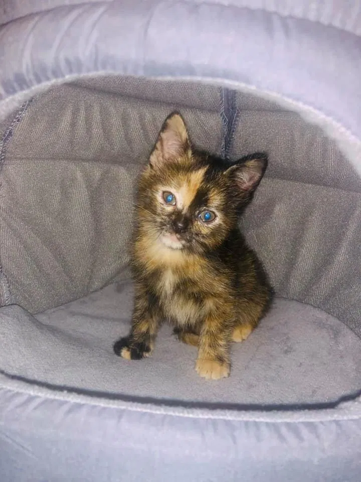 Lost cat in League City, TX, 77573