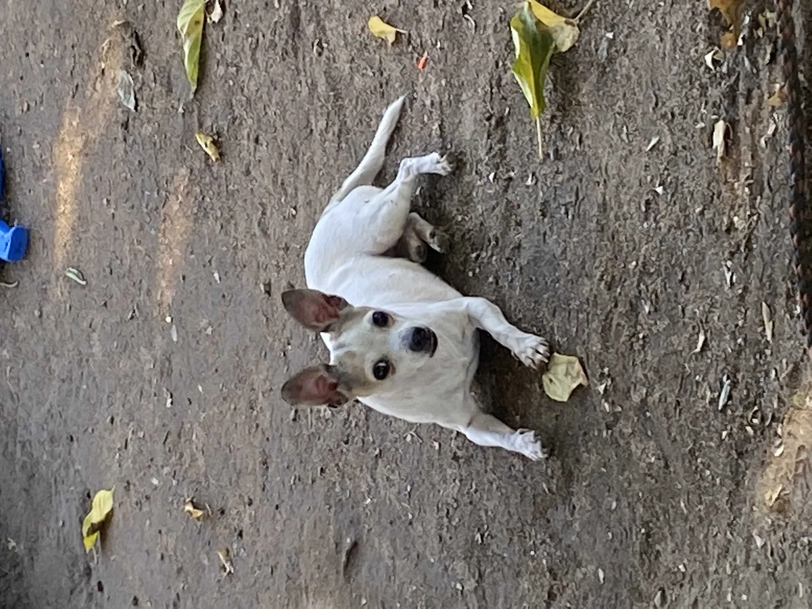 Lost dog in Fresno, CA, 93702