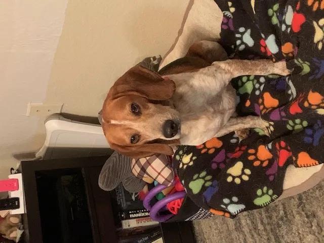 Lost dog in Palm Harbor, FL, 34683