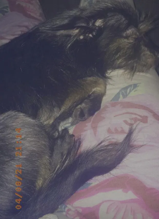 Lost dog in Hammond, IN, 46327