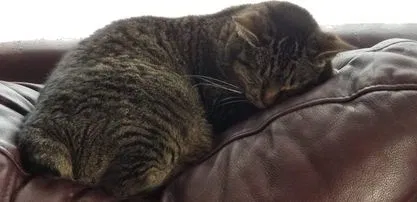Lost cat in Villa Park, IL, 60181