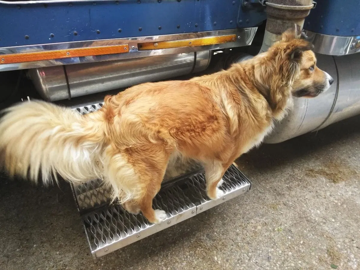Lost dog in Dallas, TX, 75233
