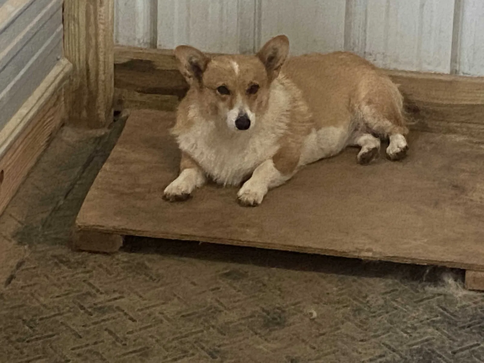 Lost dog in Augusta, GA, 30906