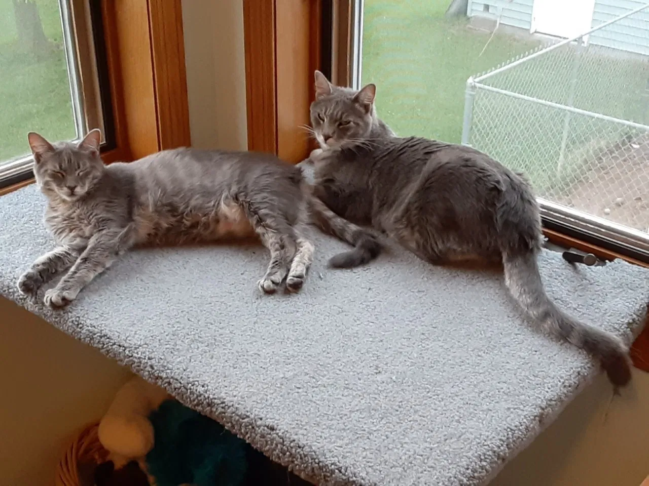 Lost cat in Gretna, NE, 68028