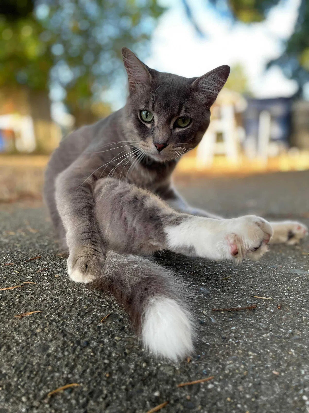 Lost cat in Seattle, WA, 98105