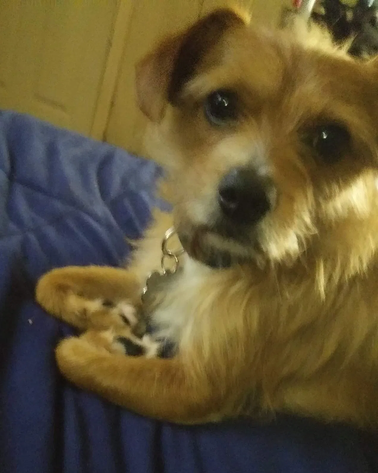 Lost dog in West Columbia, SC, 29170