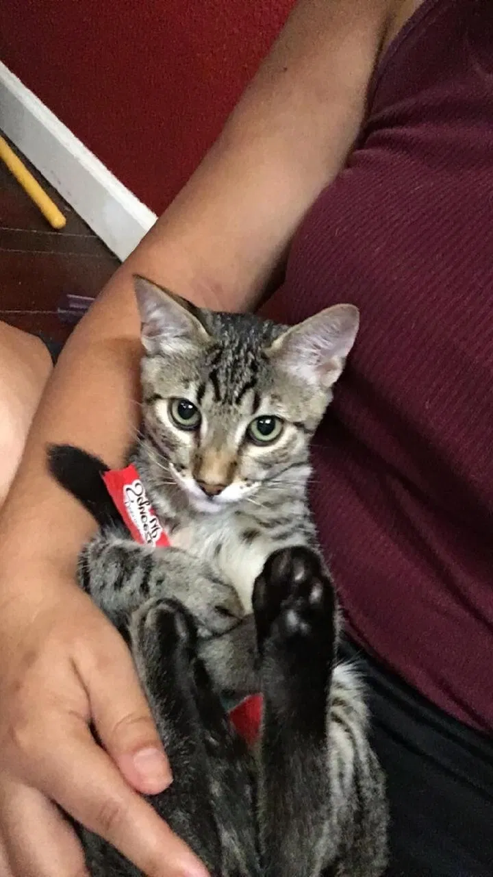 Lost cat in Cloverdale, CA, 95425
