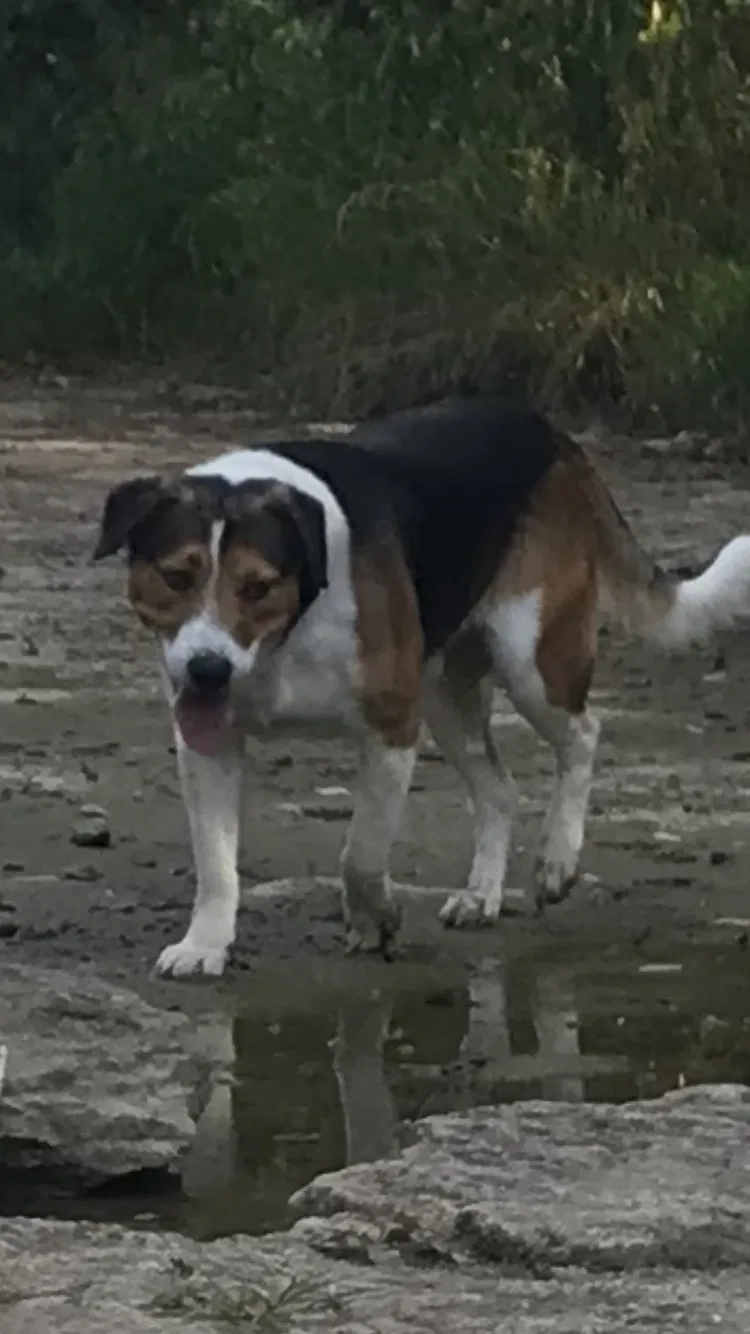 Lost dog in Spring Hill, TN, 37174