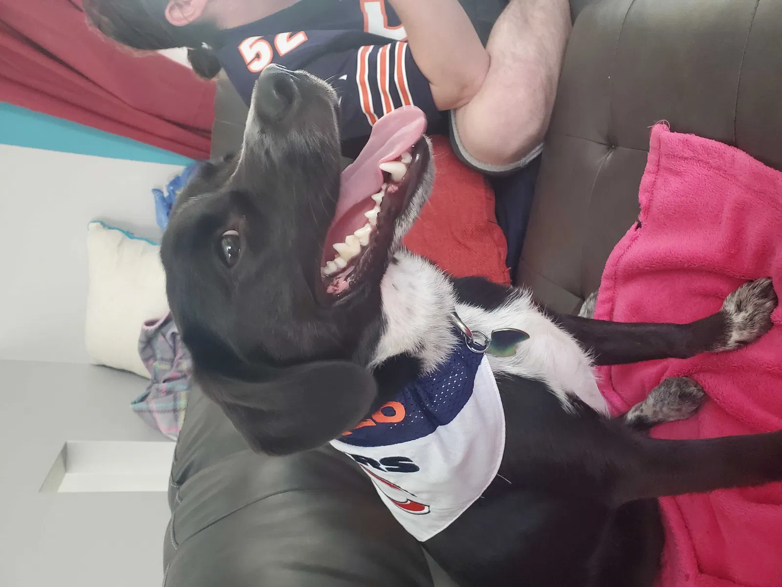 Lost dog in Glendale Heights, IL, 60139