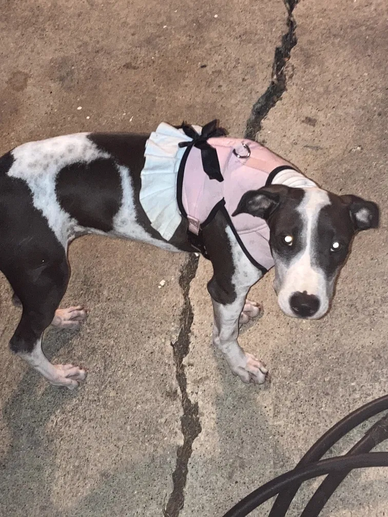 Lost dog in Grand Prairie, TX, 75052