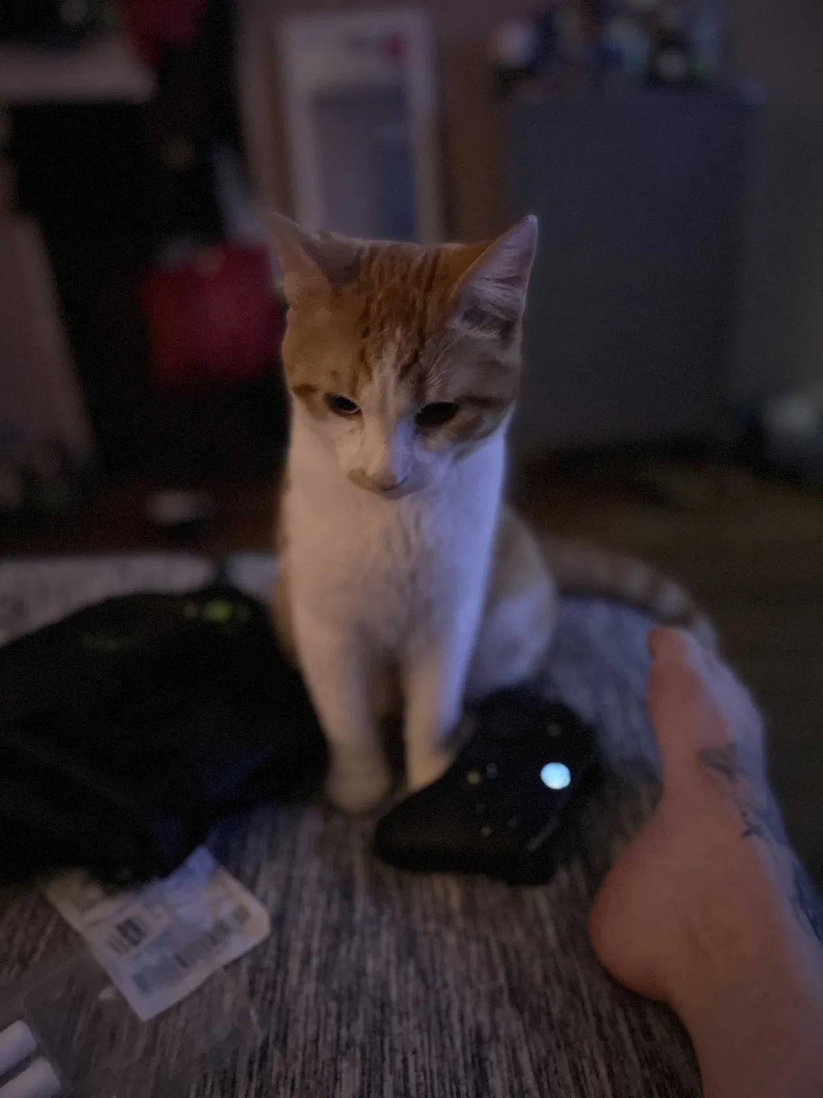 Lost cat in Minneapolis, MN, 55430